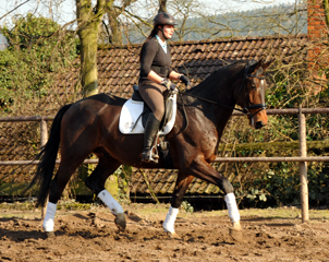 Valentiano - Foto: Beate Langels - Trakehner Gestt Hmelschenburg
