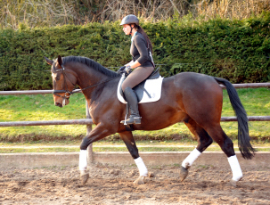 Valentiano - Foto: Beate Langels - Trakehner Gestt Hmelschenburg