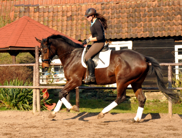 Valentiano - Foto: Beate Langels - Trakehner Gestt Hmelschenburg
