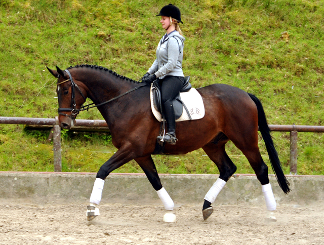 Valentiano - Foto: Beate Langels - Trakehner Gestt Hmelschenburg