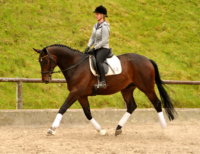 Valentiano - Foto: Beate Langels - Trakehner Gestt Hmelschenburg