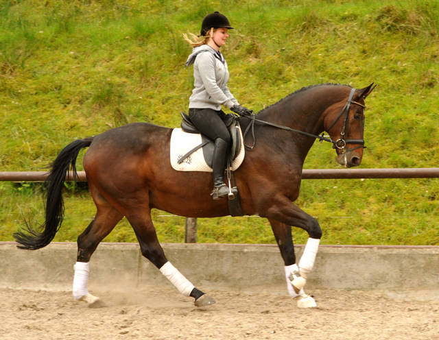 Valentiano - Foto: Beate Langels - Trakehner Gestt Hmelschenburg