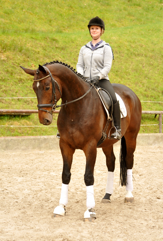 Valentiano - Foto: Beate Langels - Trakehner Gestt Hmelschenburg