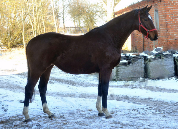 Val de Vienne von Exclusiv (im Februar 2012) - im Gestt Schplitz  - Foto: Beate Langels - Trakehner Gestt Hmelschenburg