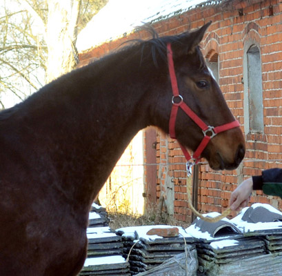Trakehner Stute Val de Vienne von Exclusiv - Showmaster