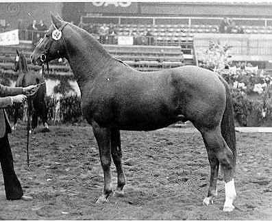 Valerian - Sieger der Hengstleistungsprüfung, Foto: Archiv