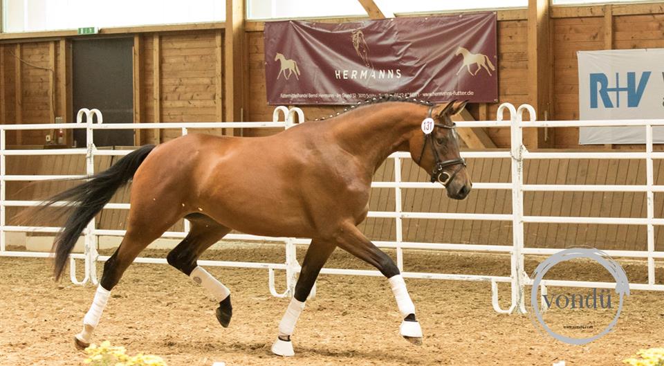 Trakehner Stute von Saint Cyr - Cadeau - Foto: Meike Dsterwald