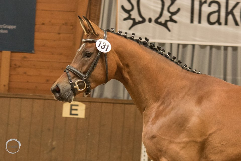 Trakehner Stute von Saint Cyr - Cadeau - Foto: Meike Dsterwald