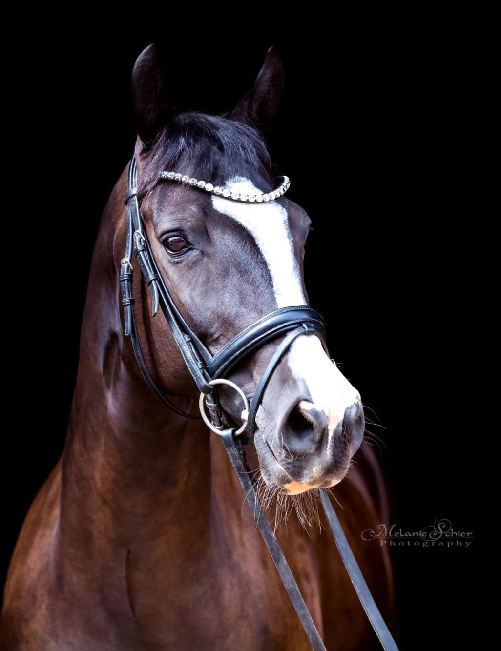 Vermentiono - Trakehner von Alter Fritz u.d. Prmienstute Vittoria v. Exclusiv, Trakehner Gestt Hmelschenburg - Beate Langels