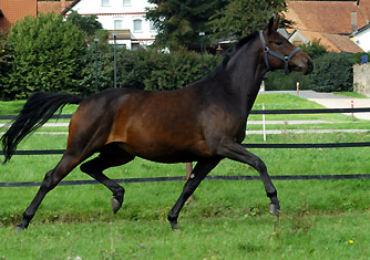 Pr.St. Verouschka v. Perechlest u.d. Vicenza v. Showmaster - Foto: Beate Langels