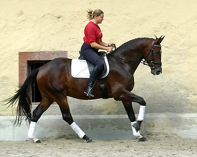 Viareggio - Dunkelbrauner Trakehner Wallach von Exclusiv - Showmaster, im August 2007