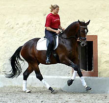 Trakehner Wallach Viareggio von Exclusiv - Gestt Hmelschenburg