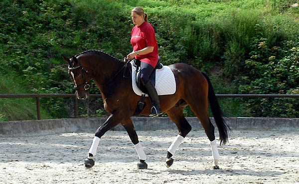 Trakehner Wallach Viareggio von Exclusiv - Gestt Hmelschenburg