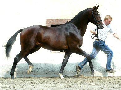 Viareggio - 2jhriger Hengst v. Exclusiv - Showmaster