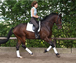 Viareggio - Dunkelbrauner Trakehner Wallach von Exclusiv - Showmaster im Juni 2008