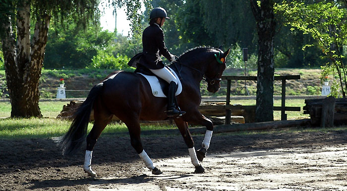 Viareggio - Dunkelbrauner Trakehner Wallach von Exclusiv - Showmaster - beim Trakehner Bundesturnier in Hannover 2008