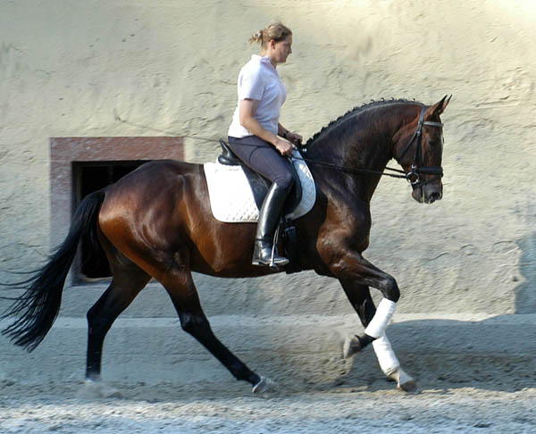 Trakehner Wallach Viareggio von Exclusiv - Gestt Hmelschenburg