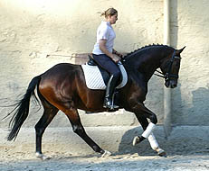 Trakehner Wallach Viareggio von Exclusiv - Gestt Hmelschenburg