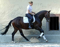 Trakehner Wallach Viareggio von Exclusiv - Gestt Hmelschenburg