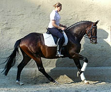 Trakehner Wallach Viareggio von Exclusiv - Gestt Hmelschenburg