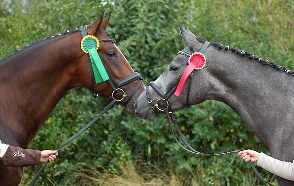 Viareggio - Dunkelbrauner Trakehner Wallach von Exclusiv - Showmaster - Turnier in  2008