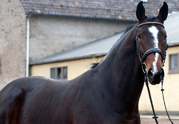 Trakehner Wallach Viareggio von Exclusiv - Trakehner Gestt Hmelschenburg - Beate Langels