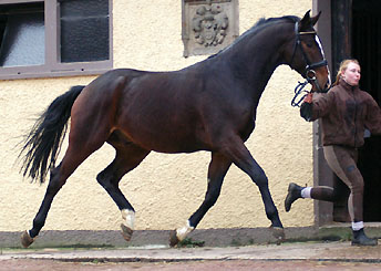 4-jhriger Trakehner Wallach Viareggio von Exclusiv u.d. Vicenza v. Showmaster - Trakehnre Gestt Hmelschenburg - Beate Langels