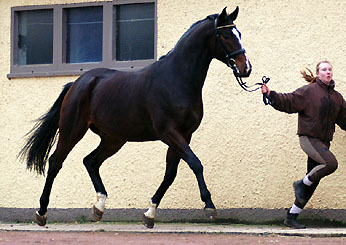 4-jhriger Trakehner Wallach Viareggio von Exclusiv u.d. Vicenza v. Showmaster - Trakehnre Gestt Hmelschenburg - Beate Langels