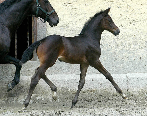 Vitalia - Trakehner Stutfohlen von Exclusiv u.d. Vicenza v. Showmaster