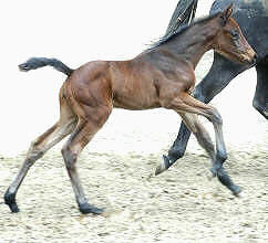 4 Tage alt: Stutfohlen v. Perechlest u.d. Vicenza v. Showmaster, Trakehner Gestt Hmelschenburg