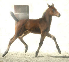 4 Wochen alt: Trakehner Stutfohlen v. Perechlest u.d. Vicenza v. Showmaster, Trakehner Gestt Hmelschenburg