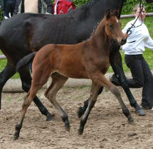 Trakehner Stutfohlen von Perechlest u.d. Vicenza v. Showmaster, Foto: Peter Richterich