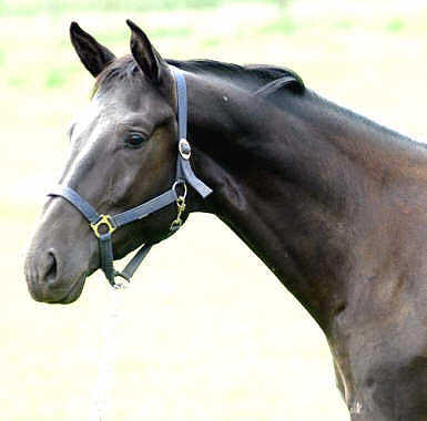 Victor: 2,5-jhriger Trakehner Wallach v. Alter Fritz - Showmaster