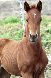 Filly by Kostolany - Platini xx