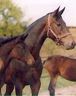 Violet (4-jährig)
