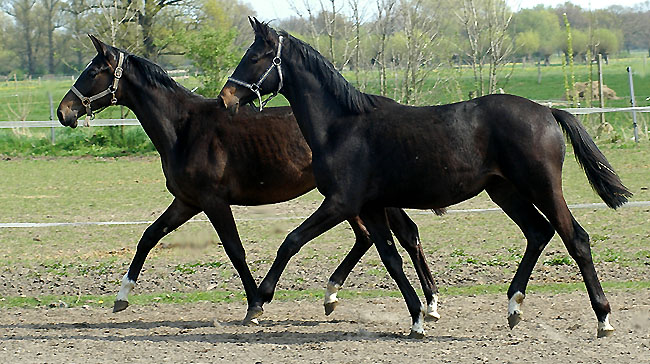 Vitalia - Trakehner Stutfohlen von Exclusiv u.d. Vicenza v. Showmaster