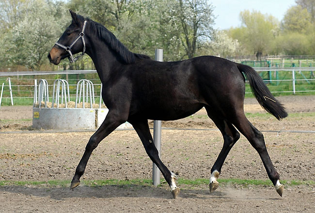 Vitalia - Trakehner Stutfohlen von Exclusiv u.d. Vicenza v. Showmaster