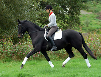 Trakehner Prmienstute Vitalia v. Exclusiv - Showmaster, Gestt Hmelschenburg, Foto: Beate Langels