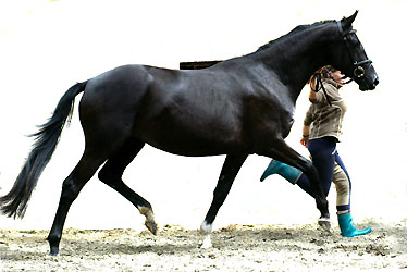 Vittoria v. Exclusiv u.d. Vicenza v. Showmaster
