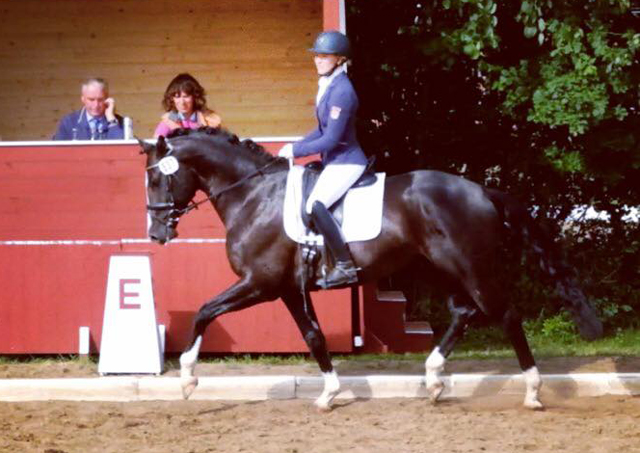 Greenwich Park - Hengst von Saint Cyr x Alter Fritz x Kostolany - Foto: von Rnne - Trakehner Gestt Hmelschenburg