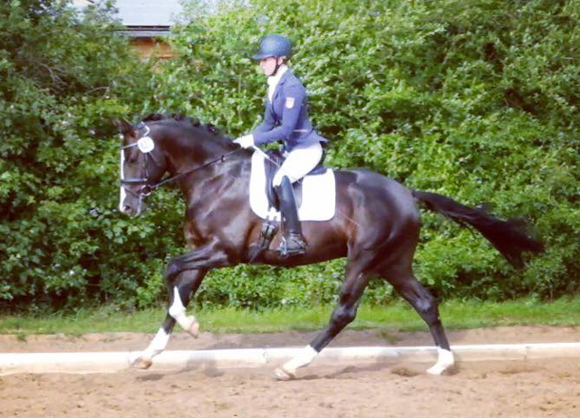 Greenwich Park - Hengst von Saint Cyr x Alter Fritz x Kostolany - Foto: von Rnne - Trakehner Gestt Hmelschenburg