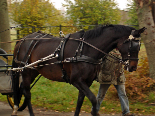 Schwalbenmrchen v. Kostolany u.d. Schwalbenfeder v. Summertime, Trakehner Gestt Hmelschenburg