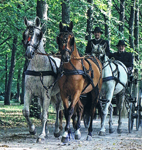 Ein Freudenfest im Gespann, Foto: von Senden