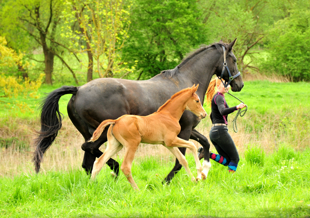 Trakehner Stutfohlen von High Motion u.d.  Pr.u.StPrSt. Vittoria v. Exclusiv- Trakehner Gestt Hmelschenburg - Foto: Beate Langels - 
Trakehner Gestt Hmelschenburg