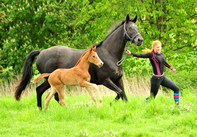 Trakehner Filly by High Motion out of Pr.u.StPrSt. Vittoria by Exclusiv- Trakehner Gestt Hmelschenburg - Foto: Beate Langels - 
Trakehner Gestt Hmelschenburg