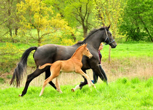 Trakehner Filly by High Motion out of Pr.u.StPrSt. Vittoria by Exclusiv- Trakehner Gestt Hmelschenburg - Foto: Beate Langels - 
Trakehner Gestt Hmelschenburg