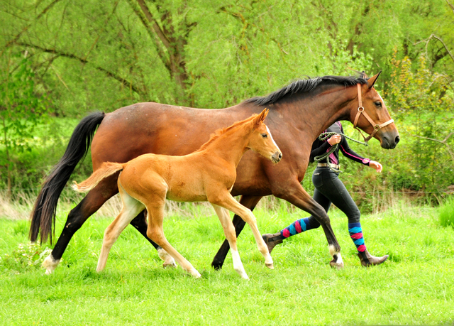 Stutfohlen von High Motion u.d. Pr.St. Karida v. Oliver Twist - Foto: Pia Elger - Trakehner Gestt Hmelschenburg