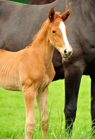 Trakehner Stutfohlen von High Motion u.d.  Pr.u.StPrSt. Vittoria v. Exclusiv- Trakehner Gestt Hmelschenburg - Foto: Beate Langels - Trakehner Gestt Hmelschenburg