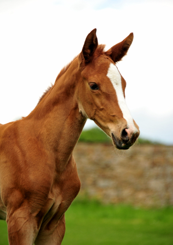 Trakehner Stutfohlen von High Motion u.d.  Pr.u.StPrSt. Vittoria v. Exclusiv- Trakehner Gestt Hmelschenburg - Foto: Beate Langels - Trakehner Gestt Hmelschenburg