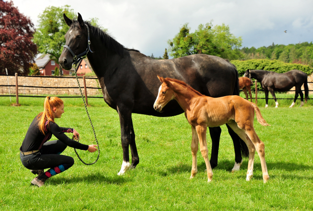 Trakehner Filly by High Motion out of Pr.u.StPrSt. Vittoria by Exclusiv- Trakehner Gestt Hmelschenburg - Foto: Beate Langels - 
Trakehner Gestt Hmelschenburg